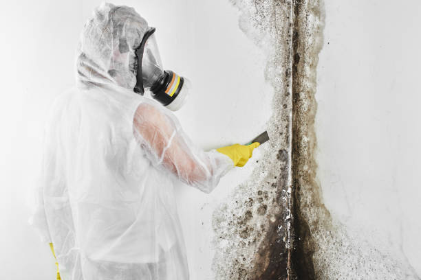 Best Black Mold Removal  in Melbourne, FL