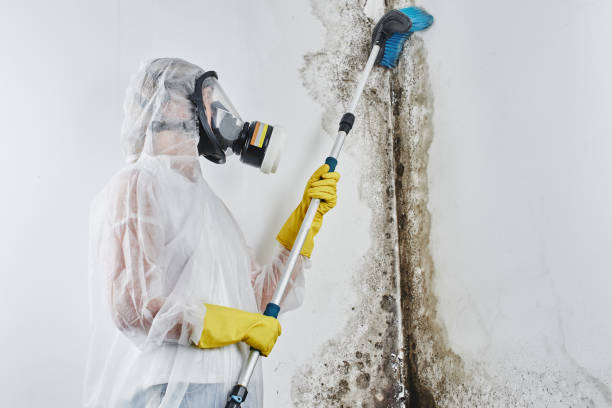 Best Certified Mold Removal  in Melbourne, FL