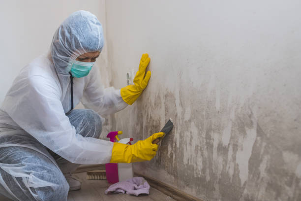Best Certified Mold Removal  in Melbourne, FL