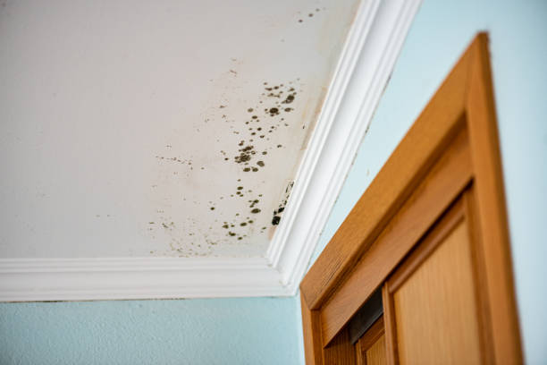 Mold Removal Process in Melbourne, FL