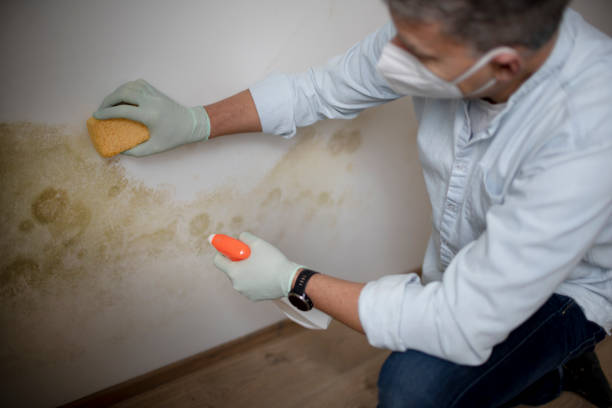 Best Certified Mold Removal  in Melbourne, FL