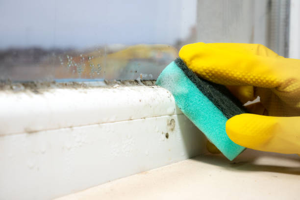 Best Commercial Mold Removal  in Melbourne, FL