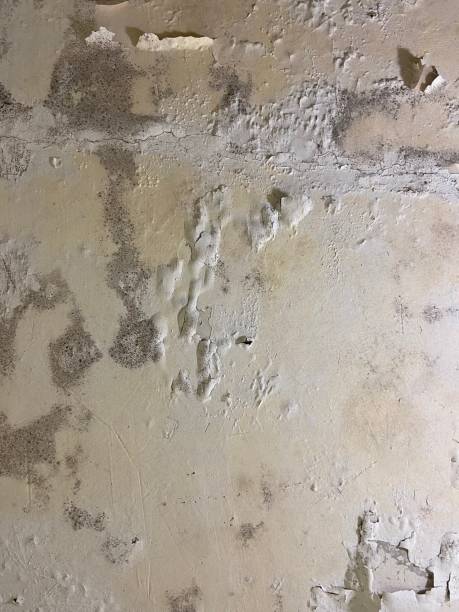 Best Mold Testing  in Melbourne, FL