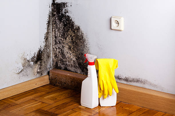 Best Mold Damage Repair  in Melbourne, FL