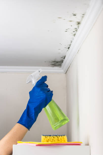 Best Attic Mold Removal  in Melbourne, FL