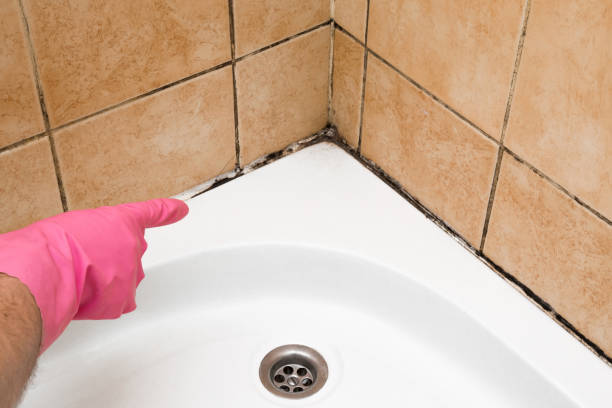 Best Attic Mold Removal  in Melbourne, FL